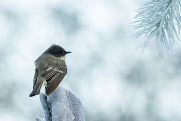Wall Mural - a phoebe perched on a snow-covered tree branch