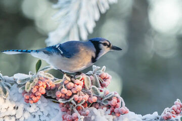 Wall Mural - Blue jay perched on a snow-covered tree branch with red berries