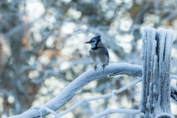 Wall Mural - Blue jay perched on snow covered tree branch