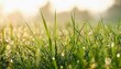 © art - Morning dew on vibrant green grass.  Nature's beauty.