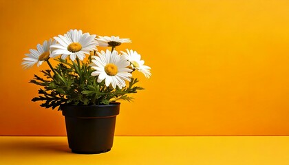 daisy flower in black pot, yellow isolated background, copy space