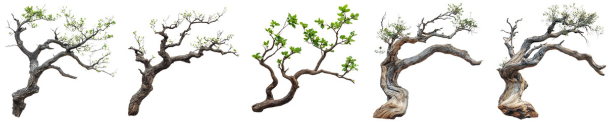 Five unique bonsai trees growth stages isolated nature botany on transparent background