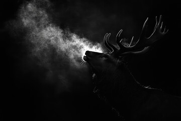 silhouetted red deer buck sniffing the air