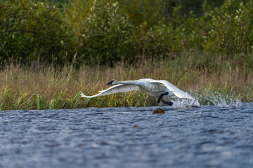 Wall Mural - USA, Alaska, Lake Clark National Park. Trumpeter swan taking off from Silver Salmon Lake.