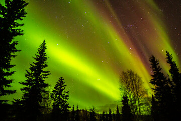 usa, alaska, chena hot springs resort. aurora borealis fills night sky.