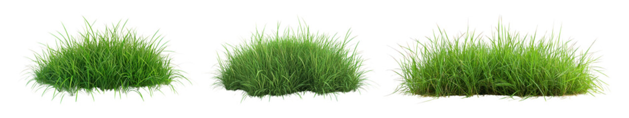 PNG Photo of grass bush, element set on transparent background