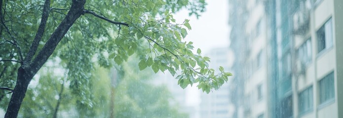 Wall Mural - green leaves on tree branch with blurred city buildings background in rainy day.