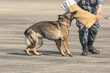 © arcyto - Smart police dog demonstrations to attack the enemy.K9 military dog unit.K-9 training service dogs for police.Soldier with his german shepherd dog.Animal danger.