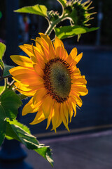 Wall Mural - A yellow sunflower is in full bloom, with its petals open to the sun