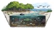 © wicha - diagram of a coastal ecosystem, showing intertidal zones, mangroves, and estuaries, and explaining