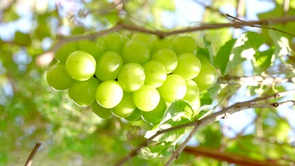 Wall Mural - sweet green grape on a branch over green natural garden blur background, bunch of shine muscat grape
