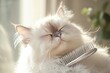 © NATURALFAMILY - Soft serene image of Persian cat being groomed