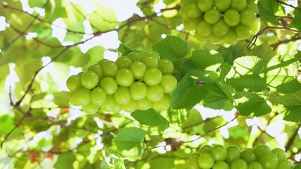 Wall Mural - green grape on a branch over green natural garden blur background, bunch of shine muscat grape with 