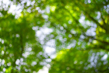 Wall Mural - Leaf blurred background. Green leaf on blurred greenery background. Bokeh summer nature background. Green nature. Green leaf in forest. Leaves blurred backdrop. Green leaf background.