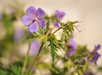 Close-up of a delicate purple Geranium flower, showcasing