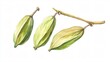 © ThatWorksMedia - Three Green Seed Pods on a Branch: A Watercolor Botanical Study