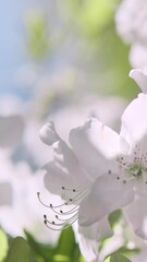 Wall Mural - vertical video, rhododendron white flowers on blue sky, closeup. fresh white flowers blossom, wind s