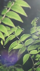 Wall Mural - vertical video, morning sunlight shine illuminating green forest leaves, close up. soft glow of sun 