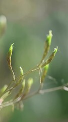 Wall Mural - vertical video, green buds of tree leaves on blurred spring nature, closeup. fresh young foliage in 