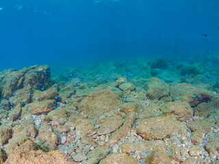 岩場に集まる、美しいソラスズメダイ（スズメダイ科）他の群れ。
英名学名：Heavenly Damselfish (Pomacentrus coelestis)
静岡県伊豆半島賀茂郡南伊豆町中木ヒリゾ浜2024年
