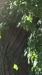 Wall Mural - vertical video, green maple leaves wind sway in rainbow sunlight lens flare. green lush tree foliage