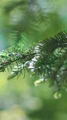 Wall Mural - vertical video close up, fir tree branch on green bokeh forest background in spring. fresh pine with