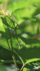 Wall Mural - vertical video, close up, abstract bright green plants leaves in sunny rainbow light. fresh natural 