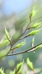 Wall Mural - vertical video, young leaf tree buds on twigs in spring. fresh light green leaves on blue sky backgr