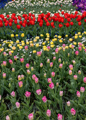 Wall Mural - The abundance of colors and scents of various species of flowers blooming in the spring garden