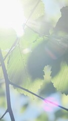 Wall Mural - vertical video, green leaves in sunlight, close up. sun light shine in green lush foliage background