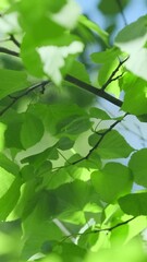 Wall Mural - vertical video, green fresh foliage on blue sky background in summer, wind swaying. beautiful lush b
