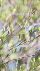 Wall Mural - vertical video, fresh new green leaves in spring forest, close up. tree with young foliage wind sway