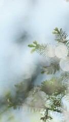 Wall Mural - vertical video green conifer forest in summer morning sunlight, closeup. abstract art nature backgro