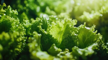 Poster - Close up of vibrant green lettuce in hydroponic farm system with lush foliage and soft natural light highlighting texture and detail