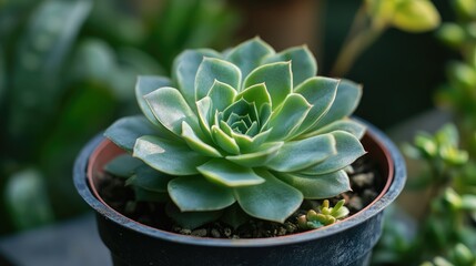 Wall Mural - Close up of a lush green succulent plant in a garden pot with a blurred background featuring soft natural lighting and empty space for text.