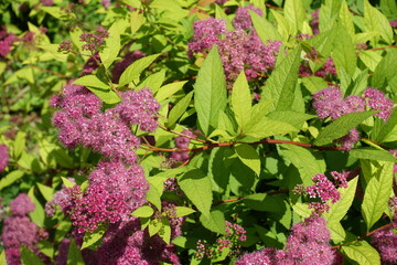 Wall Mural - Branch of flowering Japanese spiraea in mid June