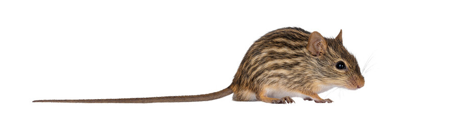 Poster - Striped grass mouse standing side ways. Looking away from camera. Isolated cutout on a transparent background.