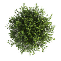 Wall Mural - top view of a wild bush isolated or on white background 3d render png. architecture plan