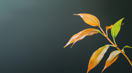 Wall Mural - close up of plant branch with orange and green leaves against dark background, showcasing nature beauty and tranquility