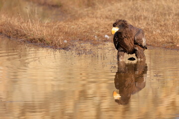 Wall Mural - Stelleŕs seaeagle,  Haliaeetus pelagicus, Czech republic