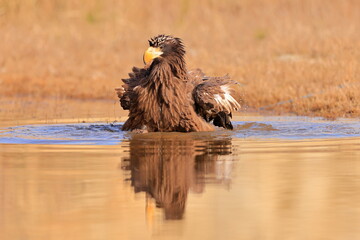 Wall Mural - Stelleŕs seaeagle,  Haliaeetus pelagicus, Czech republic