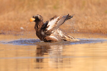 Wall Mural - Stelleŕs seaeagle,  Haliaeetus pelagicus, Czech republic