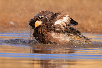Wall Mural - Stelleŕs seaeagle,  Haliaeetus pelagicus, Czech republic