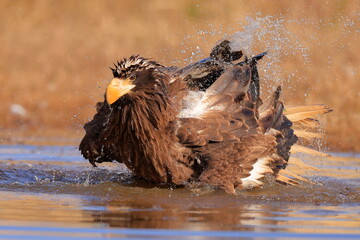 Wall Mural - Stelleŕs seaeagle,  Haliaeetus pelagicus, Czech republic