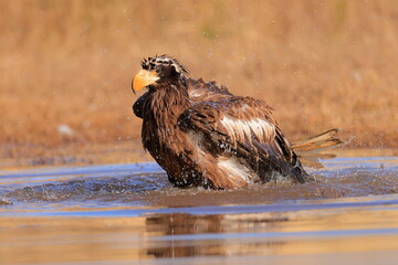 Wall Mural - Stelleŕs seaeagle,  Haliaeetus pelagicus, Czech republic