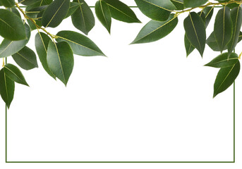 Wall Mural - branches of fresh green leaves (salix) in a top arrangement with frame isolated on white or transpar