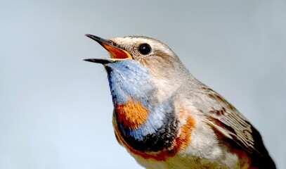 Poster - robin on a branch