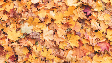Aufkleber - A pile of yellow leaves on the ground. The leaves are scattered and some are larger than others. The image has a peaceful and calming mood, as the leaves are falling gently