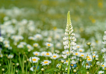 Wall Mural - White lupins growing amongst a field of daisies.