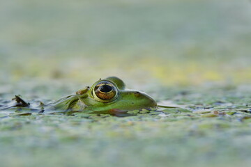 Wall Mural - Portrait of a young edible frog (Pelophylax esculentus). Wildlife scene with green frog. A green frog peeking out of the water. 
